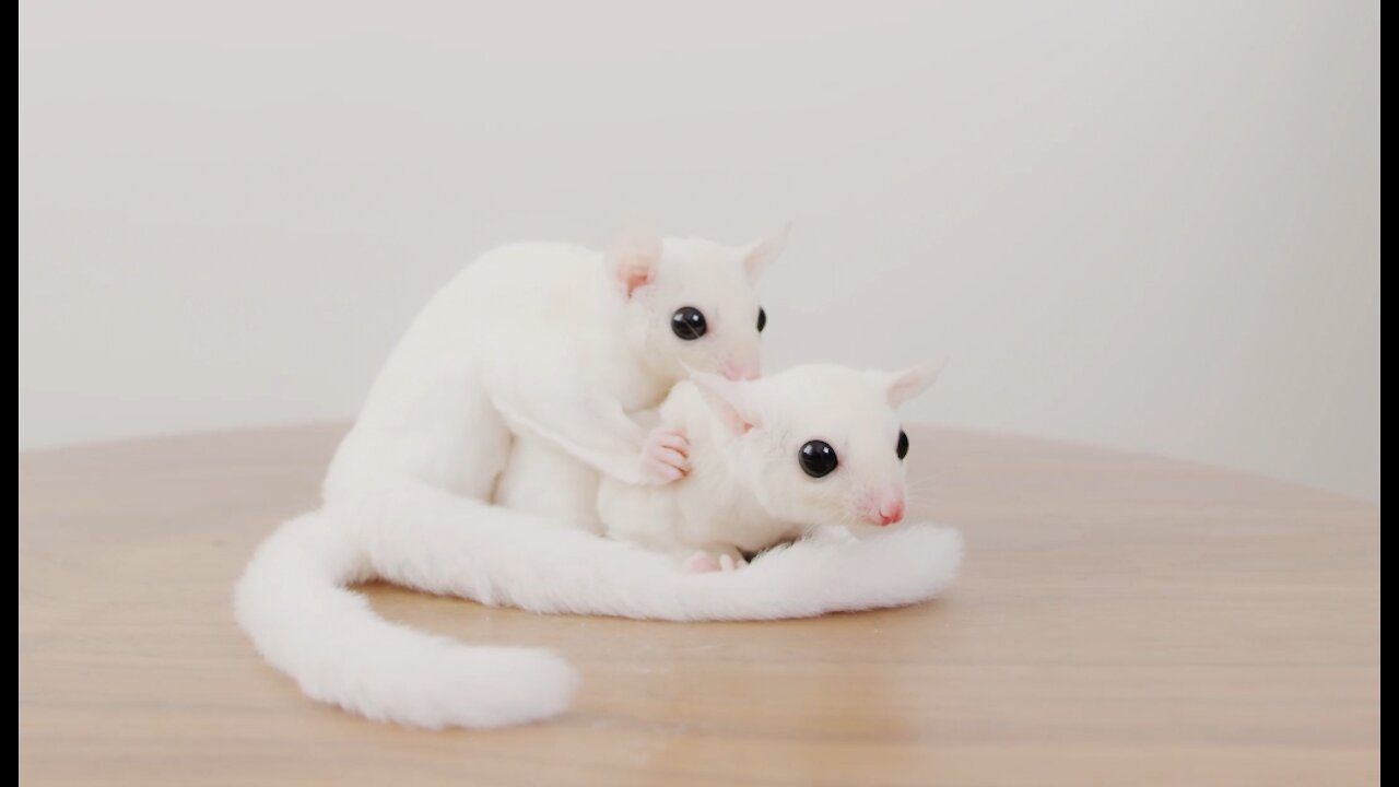 Moments of love between two cute animals !!