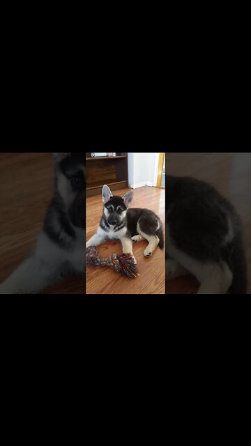 Maple Broke Alot Of Hearts When She Was Younger