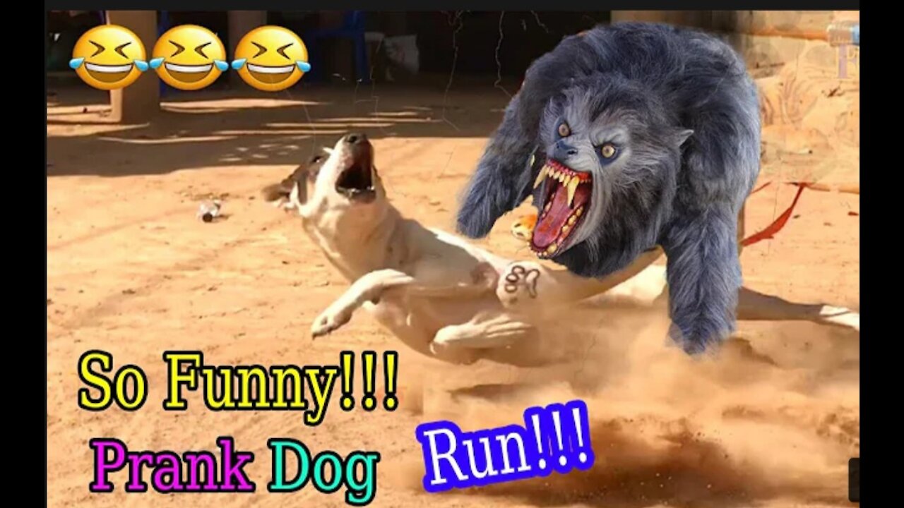 Wow Nice Fake Tiger Pranks Dog!!! Prank Run Very Funny Try To Not Laugh😂