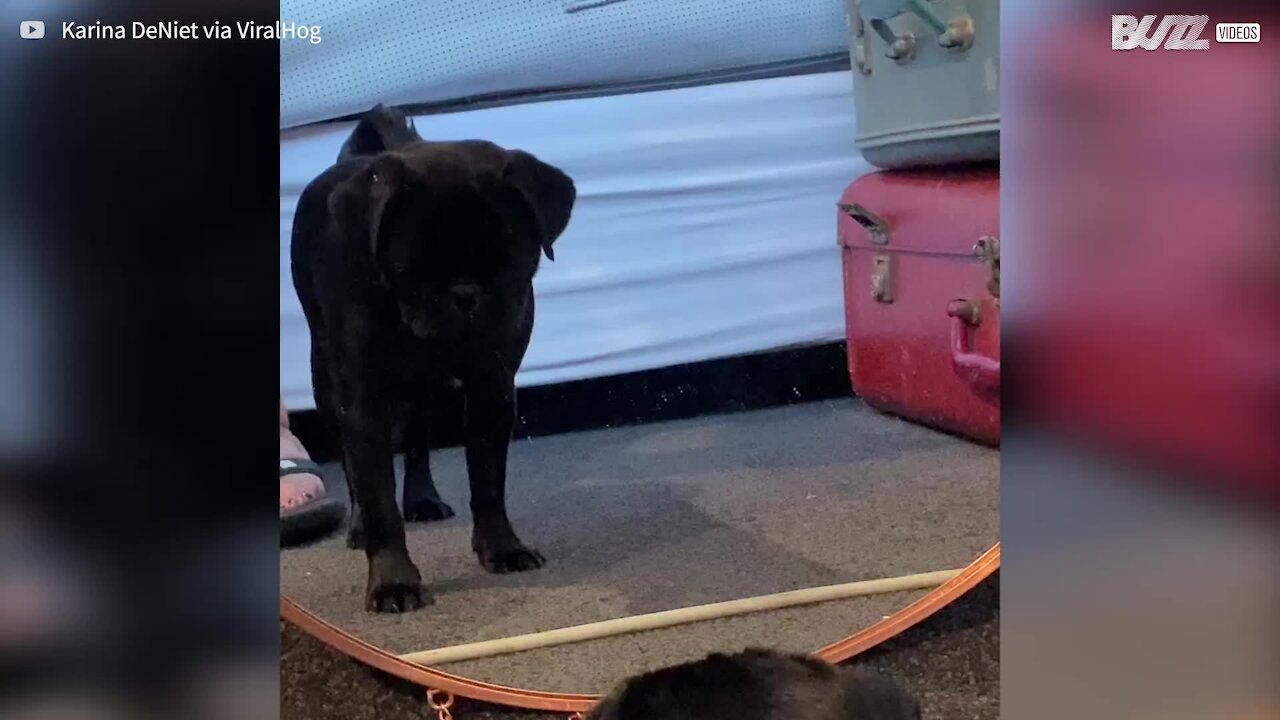 Cet adorable chiot aboie après son propre reflet dans le miroir