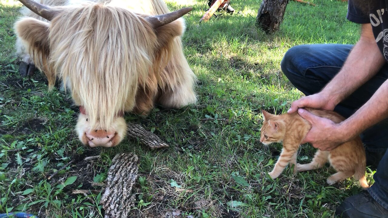 Kitten meets cow for the first time!