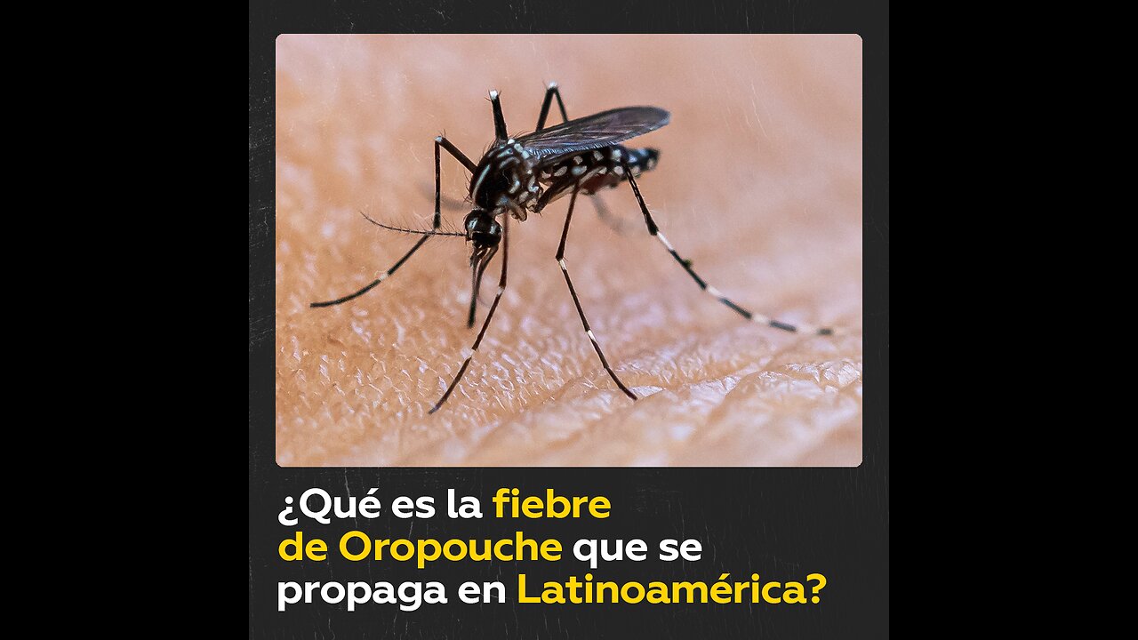 ¿Qué es la fiebre de Oropouche, la enfermedad que se propaga por América Latina?