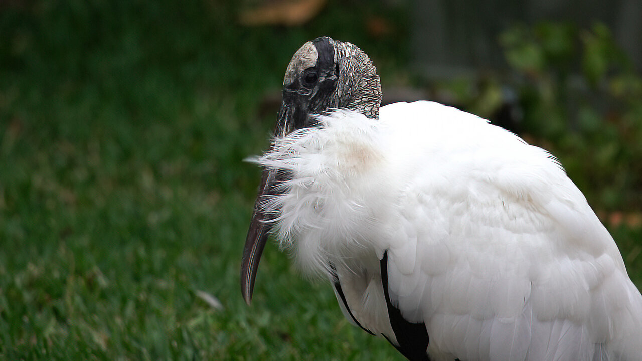 Wood Stork Just Hanging Out