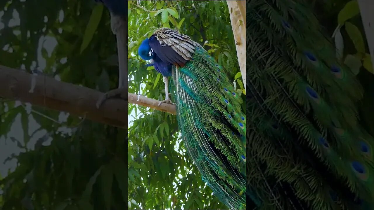 Peacock in Tree #shorts #short