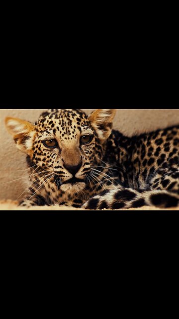 Leopard Cub Steals the Show in Wildlife Video