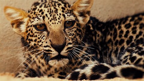 Leopard Cub Steals the Show in Wildlife Video