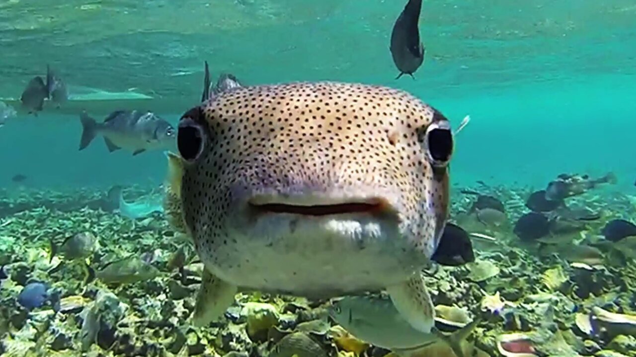 Adorable puffer fish in can't resist this swimmer's camera