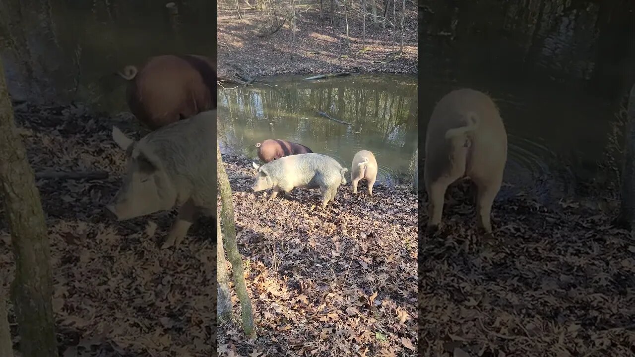 Pig water break. @UncleTimsFarm #kärnəvór