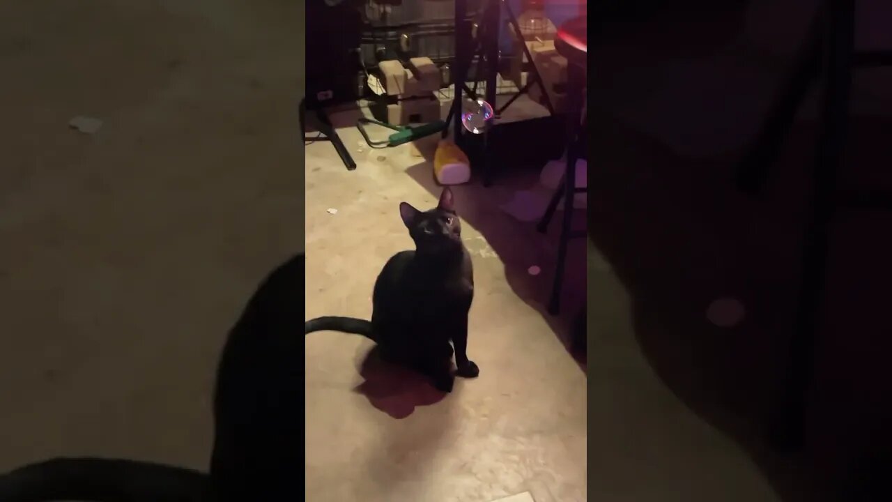 these bubbles actually have catnip in them #kitty #cats #catvideos #catlover #blackcats #catshorts