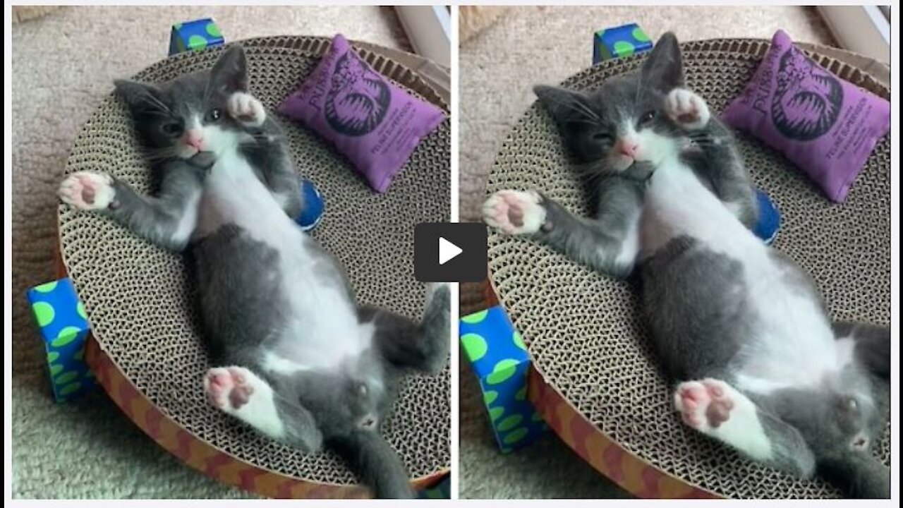 This kitten is more relaxed than you'll ever be #shorts