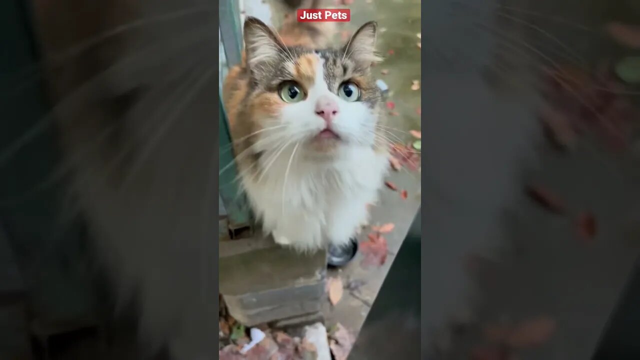 Beautiful Stray Cat 🐈 #cute #funnyanimals #tiktok #funnyvideos #cat