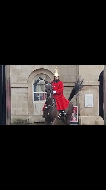 Horse backs out of box #horseguardsparade