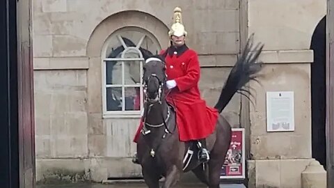 Horse backs out of box #horseguardsparade