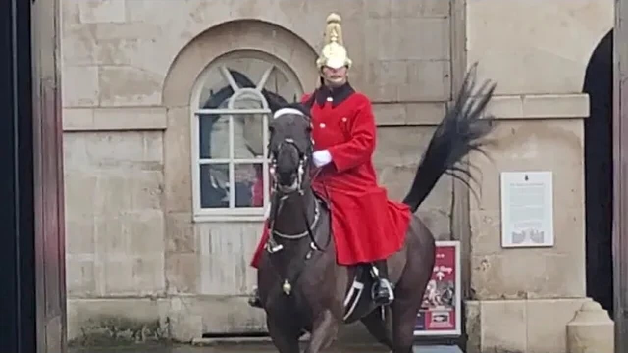 Horse backs out of box #horseguardsparade