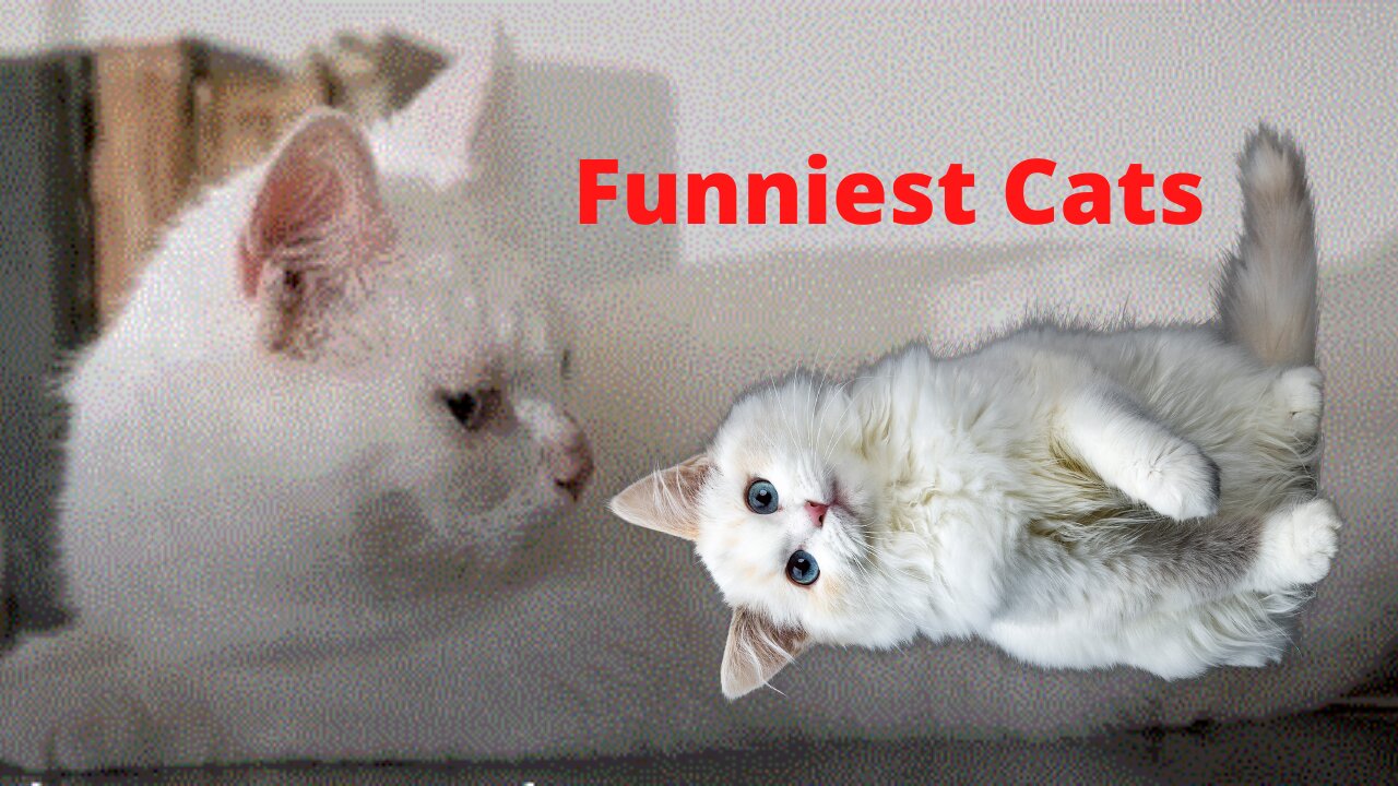 Cat Videos - Cats Funny Videos