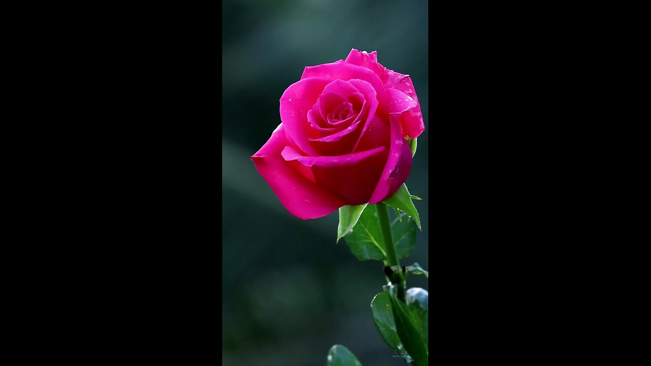 rose