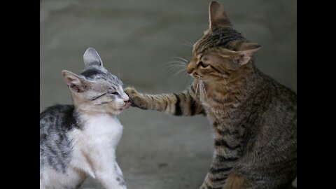 Two real cat fight compilation videos