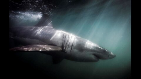 Woman Swimming With Seals Attacked by Huge Shark