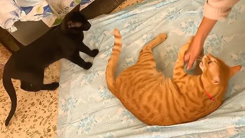 Cat And Kitten “Helping” With Putting A Blanket 😹