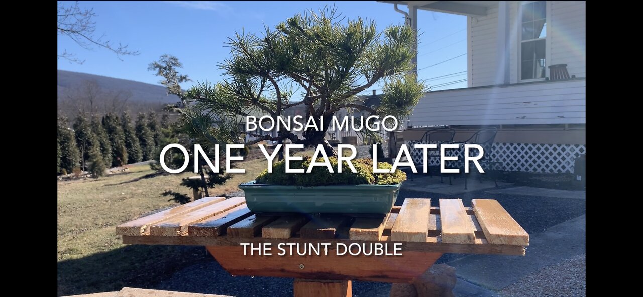 Bonsai Mugo The Stunt Double