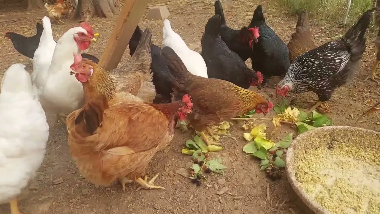 Chickens love blackberries and