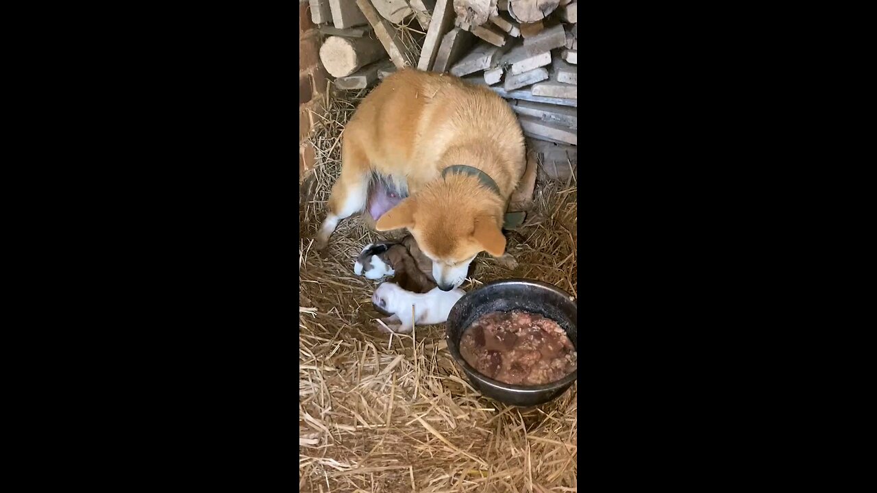 Newborn Bulldog Puppies