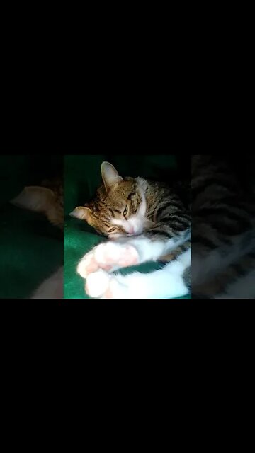 Little Cat Is Bothered by His Hooman #shorts