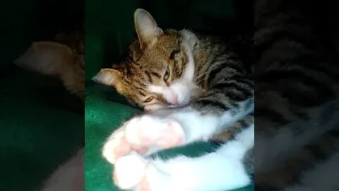 Little Cat Is Bothered by His Hooman #shorts