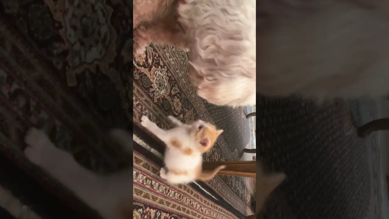 The most dangerous cat attacked the dog😼
