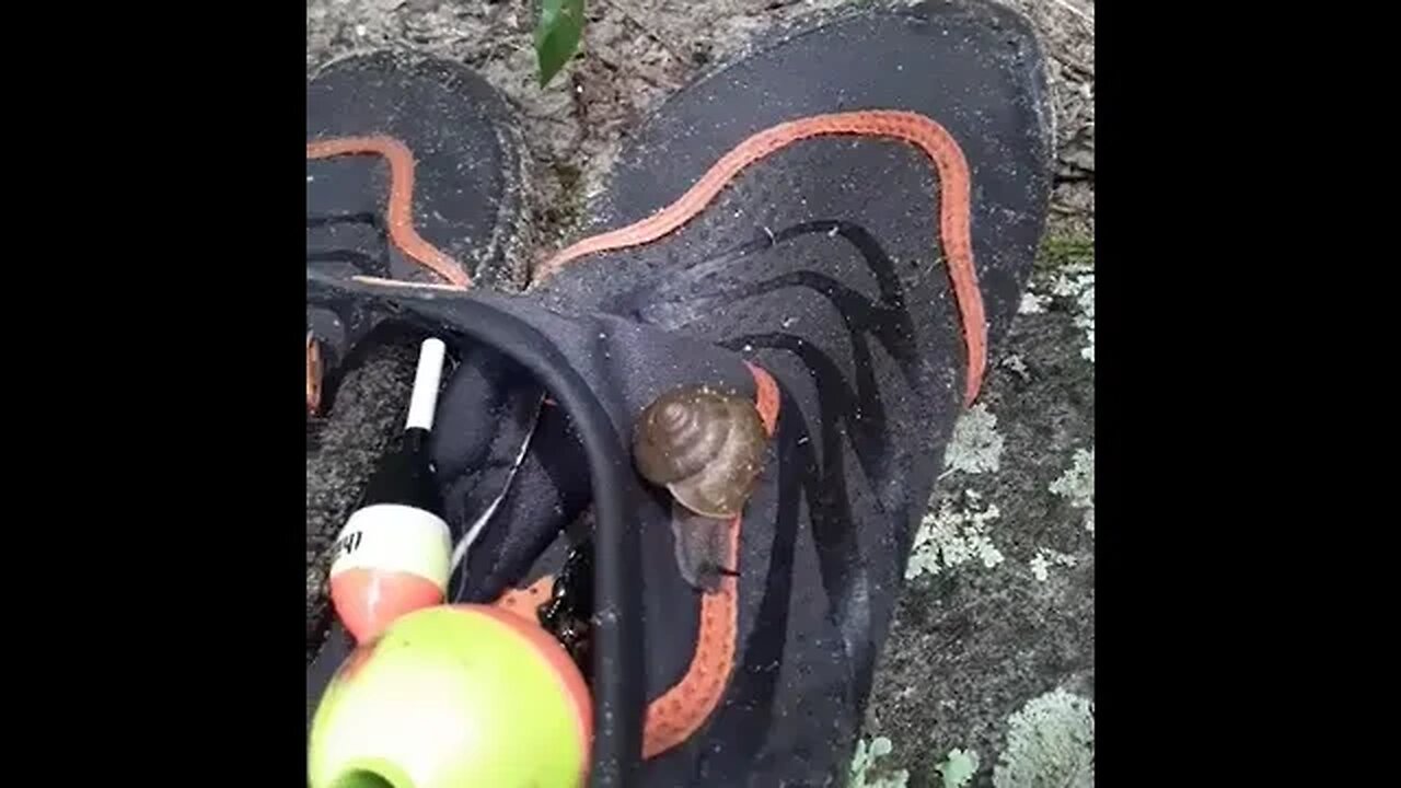 Snail on my river shoes! #riverlife