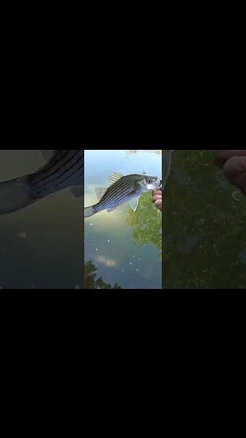 Surprise creek catch!