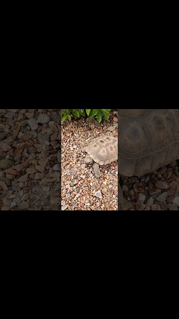 👀RARE desert turtle! 🐢🏜 #desert #turtle #turtles #turtoise #reptile #wildlife #turtlepet #reptiles