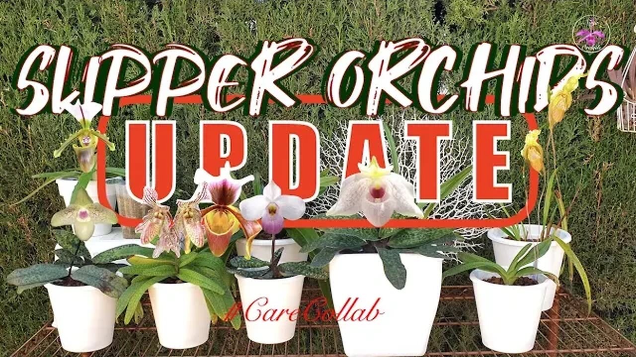 Slipper Orchids #carecollab UPDATE | First Blooms | Fails / Successes #ninjaorchids #updates