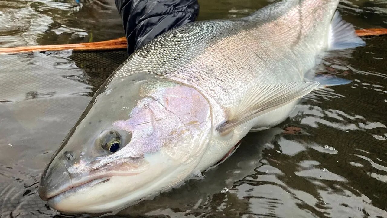 EARLY Winter STEELHEAD Fishing GRIND!