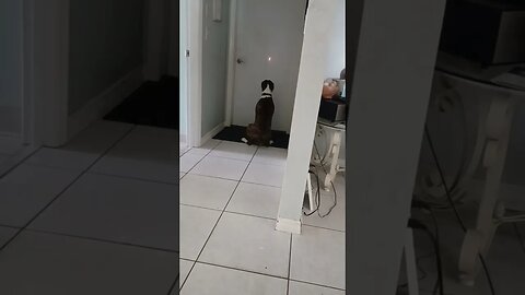 The Dog loves the laser