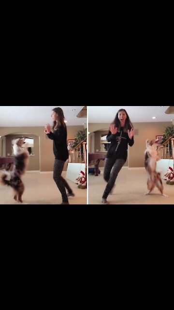 Dancing Dog Has The Best Time Busting A Move With Her Owner