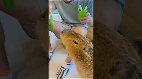 Capybaras are Gross #Kiichan