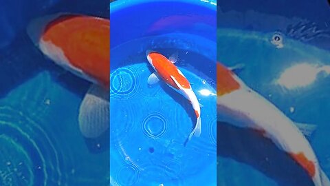 Beautiful koi fish Doitsu Kohaku #shorts