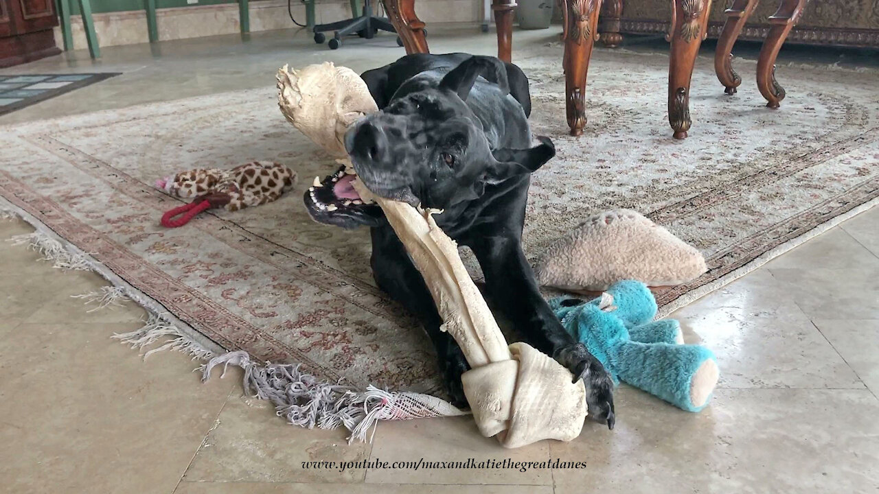 Funny Great Dane's Epic Swipe Of A Jumbo Bone