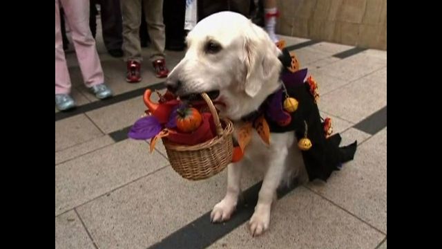 Animals Love Halloween Too