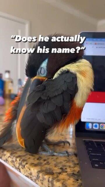 People underestimate this toucan