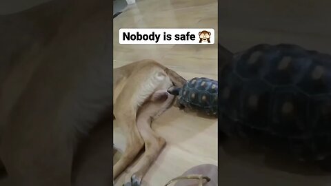 Nobody is safe #youtubeshorts #shorts