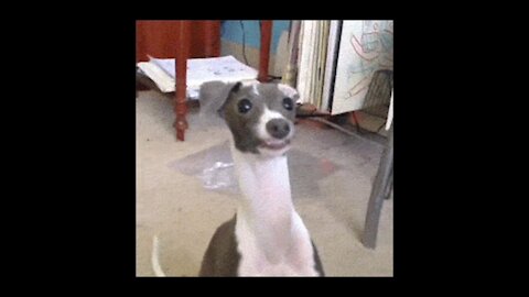Funny and Cute Dogs 💚