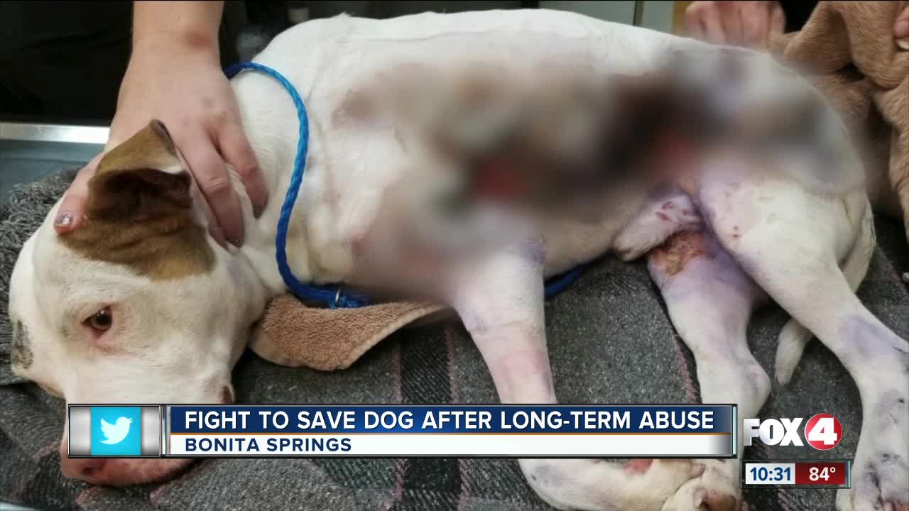 Dog fighting to survive after long-term abuse and neglect