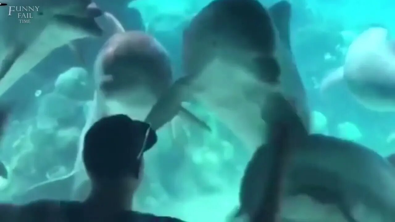 AMAZING DOLPHINS VIDEOS - FUNNY DOLPHINS COMPILATION