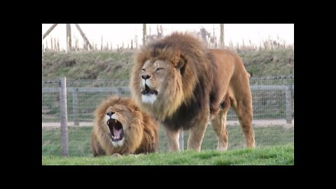 Forest king Lion roaring