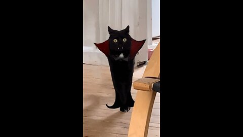 Dracula Cat