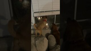 Three Dogs Don’t Like What They See