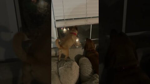 Three Dogs Don’t Like What They See