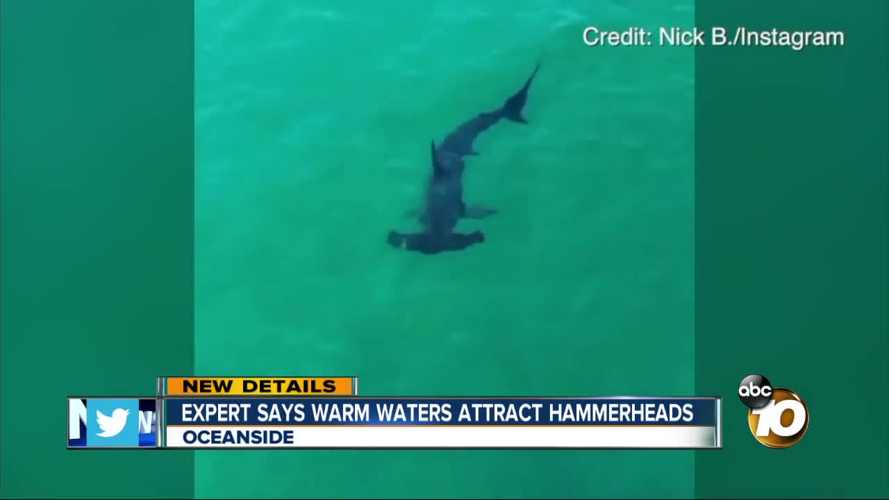 Expert says warm waters attract hammerheads
